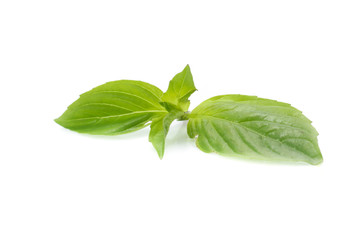 leaf of basil isolated on white