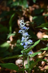 Bugleweed