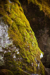 A rock covered with moss. Green moss on a steep cliff.