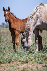 Gros plan sur un jeune poulain au milieu d'un troupeau de chevaux en liberté