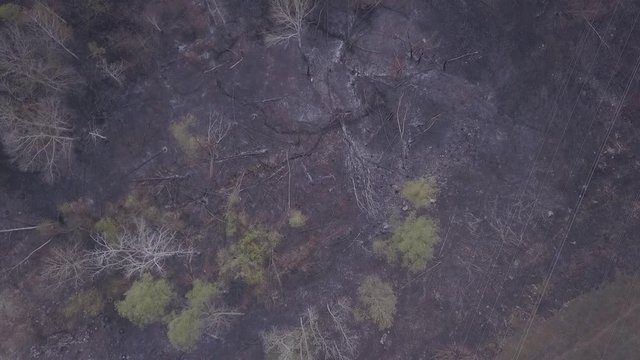 The aftermath of a forest fire. Shooting from a drone. Scorched black earth after a fire. Felled trees in the forest.