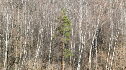 green pine trees between bare birches in forest