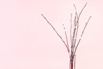bunch of downy pussy-willow twigs on pink