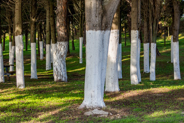 Forest with whitewashed pine tree trunks in symmetry creates beautiful perspective effect. Selective focus. Fresh green grass between the trees. Northern Greece near the village of Fanari