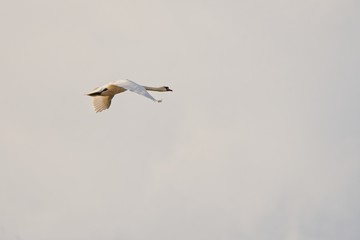 Mute swan (Cygnus olor) flying