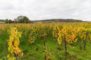 Vignoble en automne juste avant la récolte du raisin