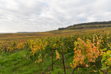Vignoble en automne juste avant la récolte du raisin