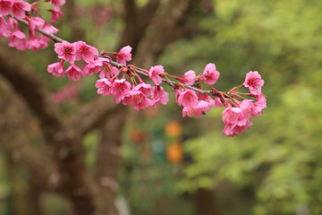 Fototapeta premium Vintage sakura or cherry blossom