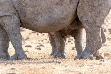 Baby rhino suckling mother.