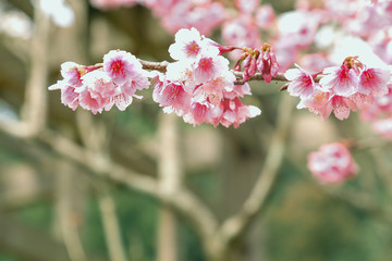 Vintage sakura or cherry blossom