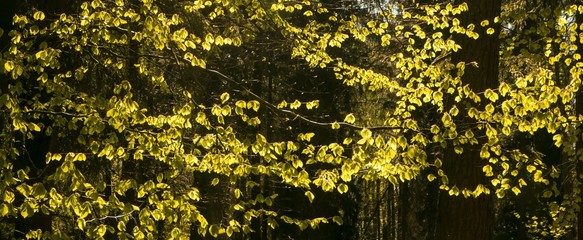 forest with bright beech tree leaves in the backlight in spring, leaves pictures