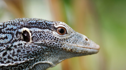 gekko