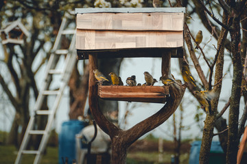 Group of birds is feeding and flying around the birdhouse in springtime. Hawfinch and European Greenfinch feeding and fighting in bird feeder in garden.