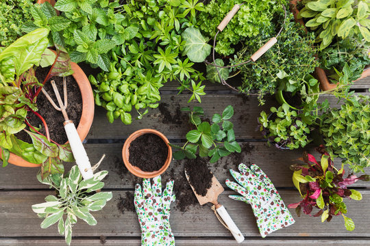 Planting of various culinary herbs and vegetables