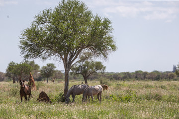 Naklejka na ściany i meble Troupeau de chevaux en liberté en train de brouter dans une prairie africaine