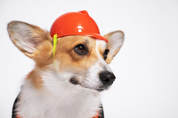 Cute ginger and white dog of welsh corgi pembroke breed wearing bright orange builder helmet, on...