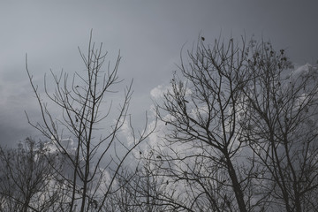 Beautiful sky when sunset with silhouette tree. Dark tone sky with silhouette tree. Black & white concept