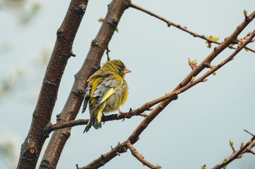 Close up of Yellowhammer (Emberiza citrinella) is sitting on the branch - photo with blue sky on background. Portrait of yellowhammer standing and singing on the tree - natural light