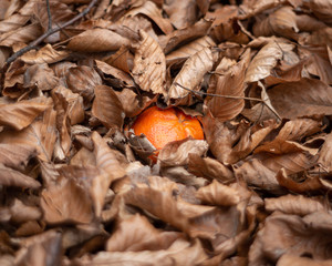 Someone lost mandarin in forest during last year autumn. Here is it lying between brown dry leafs.