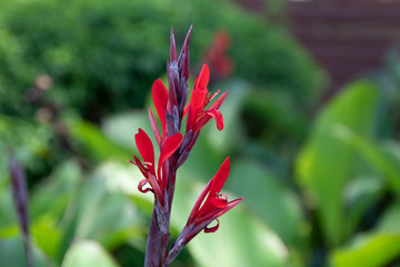 Bright red garden flowers blooming 