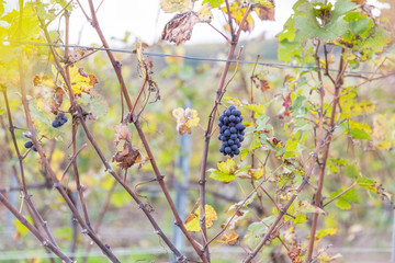 Vignoble en automne juste avant la récolte du raisin