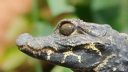 alligator