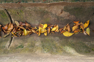 Dried leaves in the gutter