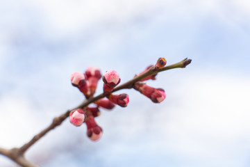 Flowering birch branch against the sky. Spring flowering trees