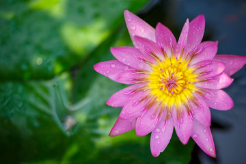 Blooming Lotus - Water Lily close up