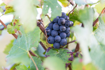 Vignoble en automne juste avant la récolte du raisin