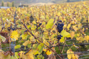 Vignoble en automne juste avant la récolte du raisin