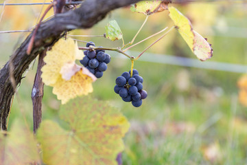 Vignoble en automne juste avant la récolte du raisin