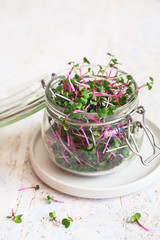 Radish microgreens. Sprouting Microgreens. Seed Germination at home. Vegan and healthy eating concept. Sprouted radish Seeds, Micro greens. Growing sprouts. Green living. Organic food.