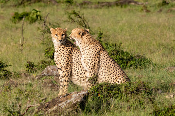 two cheetahs interacting with facial expressions in the savannah of Kenya
