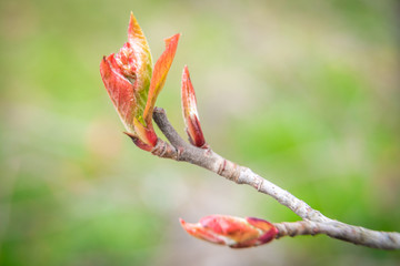 Swollen buds, first leaves and flowers in city parks and squares during the spring awakening.