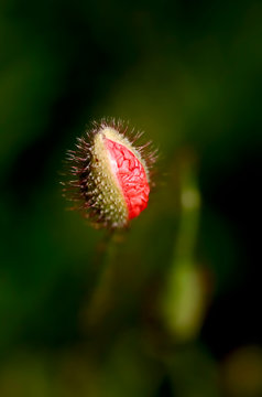 Close up of budding poppy