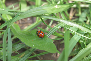 草むらの赤い宝石、ナナホシてんとう虫