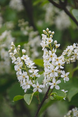 Close up picture of small white flowers on green brach of bush in spring season  of year. Blooming greeting card, picture for background of blog about nature life. Cope space, flat lay floral pattern