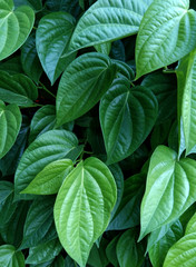 Piper betle used as an herb to cure hives Itching treatment Helps stimulate blood circulation Has anti-allergic, anti-inflammatory and economic crops in Thailand, green leaves background