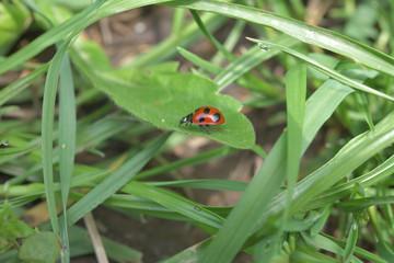 草むらの赤い宝石、ナナホシてんとう虫