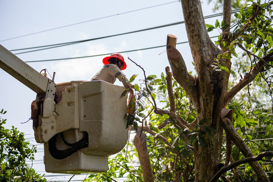 Technician staff cut trees from the electrical cable area to reduce power outages.