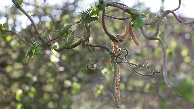 Haselstauden Bilder Durchsuchen 57 Archivfotos, und