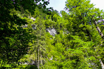 Long green trees and shrubs grow at high cliffs