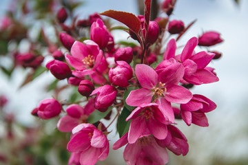 Close up picture of flower from cherry tree. Macro photography of blossom cherry tree in the garden on green background with small buds. Nature branch of fruit blooming. Wallpaper imagine.