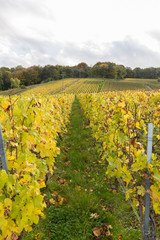 Fototapeta na wymiar Vignoble en automne juste avant la récolte du raisin
