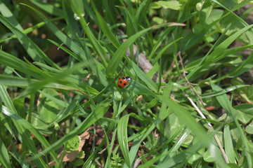 草むらの赤い宝石、ナナホシてんとう虫