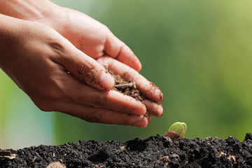 agriculture plant seeding growing step concept in garden