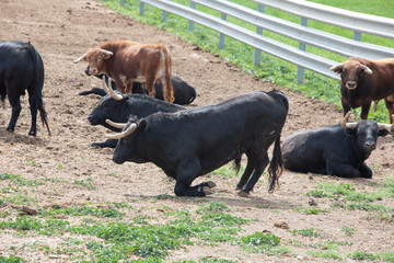 cows and lidia bulls grazing in the field in Guadalajara, Spain.