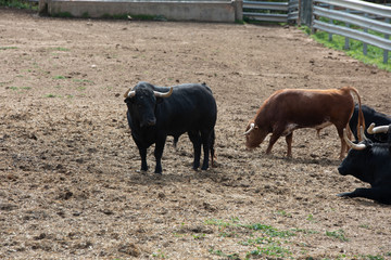 cows and lidia bulls grazing in the field in Guadalajara, Spain.