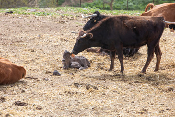 cows and lidia bulls grazing in the field in Guadalajara, Spain.